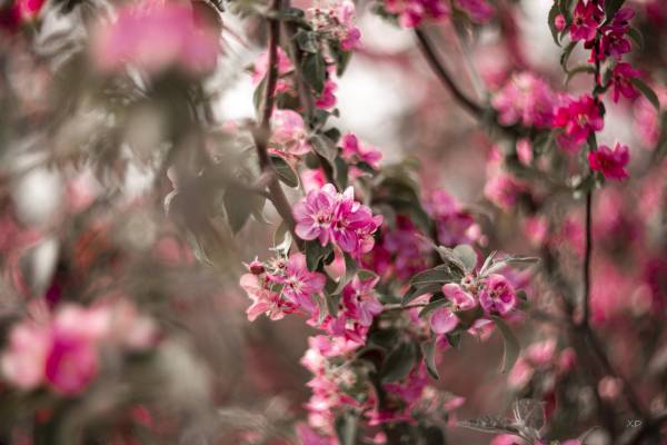 Весна,Outdoors,Close-up,nature,природа,дерево,на відкритому повітрі,flower,tree,квітка,leaf,plant,branch,season,freshness,лист,крупний план,рослина,пора року,свіжість,petal,flower head,blossom,пелюстка,цвітіння,гілка,pink color,springtime,рожевий колір,голівка квітки