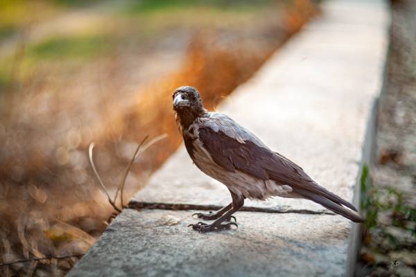 Outdoors,Close-up,nature,природа,дерево,на відкритому повітрі,крупний план,animal,тварина,animals in the wild,beak,feather,focus on foreground,one animal,bird of prey,bird watching,animal eye,selective focus,тварини в дикій природі,перо,хижий птах,спостереження за птахами,око тварини,вибірковий фокус